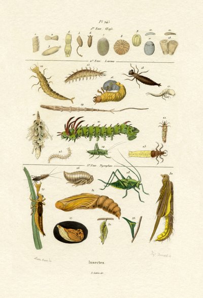 Insectes - French School